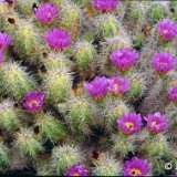 Echinocereus cinerascens JLcoll.1179.jpg